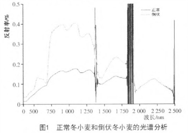 正常冬小麥和倒伏冬小麥的光譜