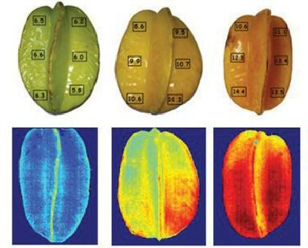 高光譜成像技術在農產品檢測